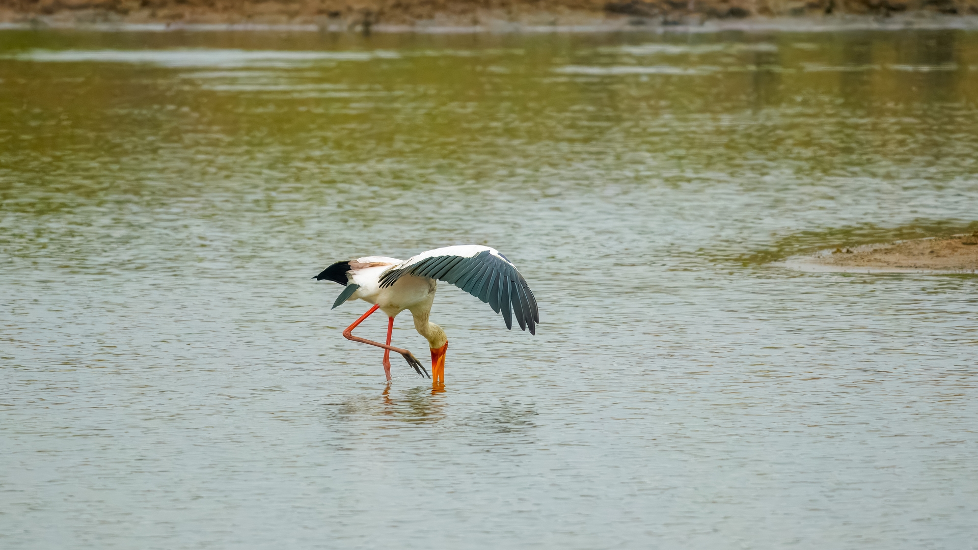 Kruger25 2025 10 30 13 14 40 ILCE 1M2 106